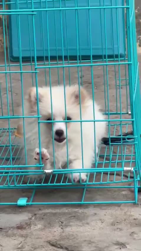 Pomeranian Puppy, farm video