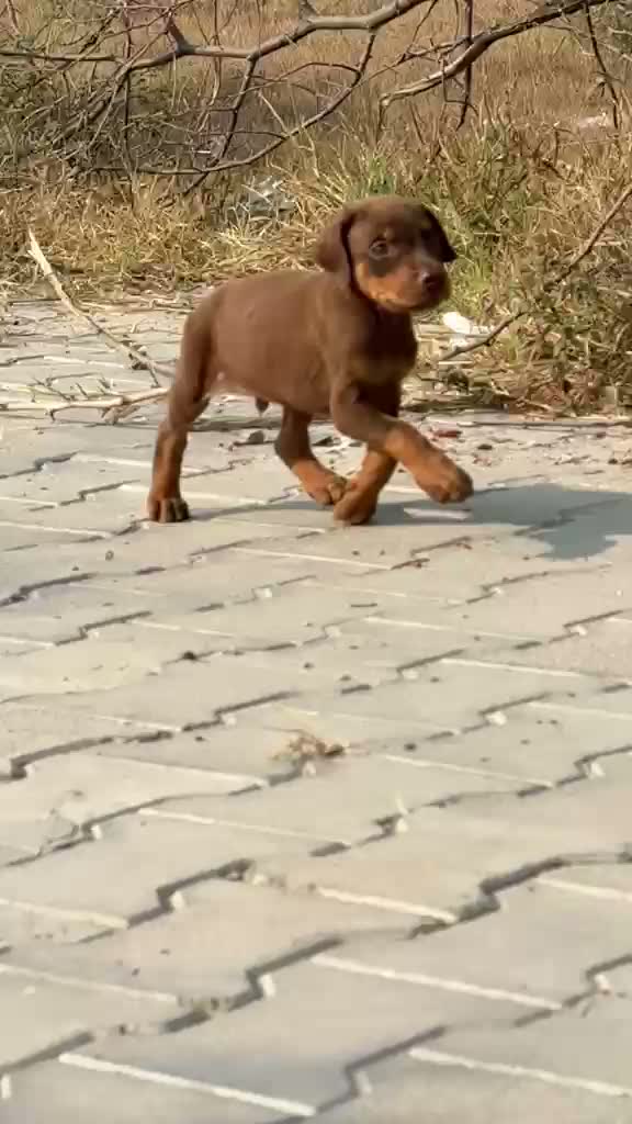 Doberman Pinscher Puppy | Brown & Tan, farm video
