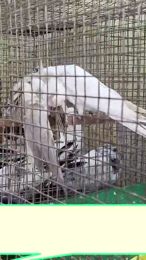 Cockatiel, farm video