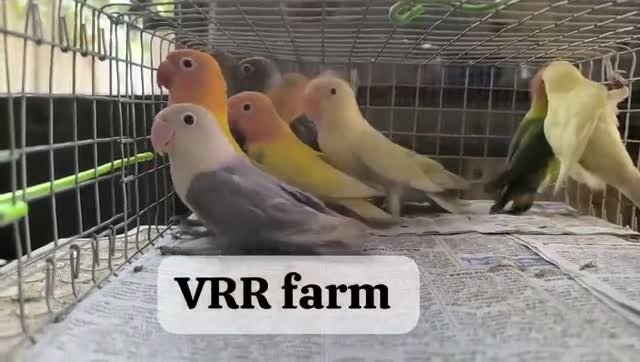 African Love Birds, farm video