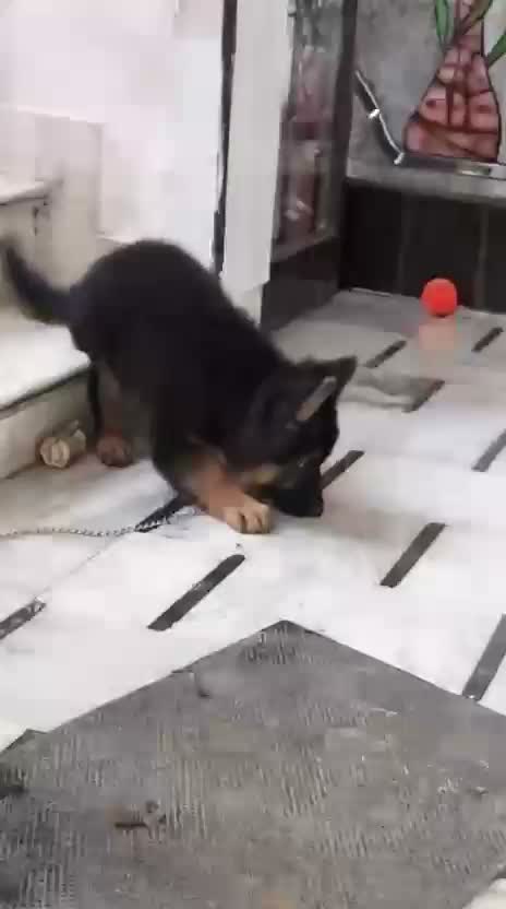 German Shepherd Puppy, farm video