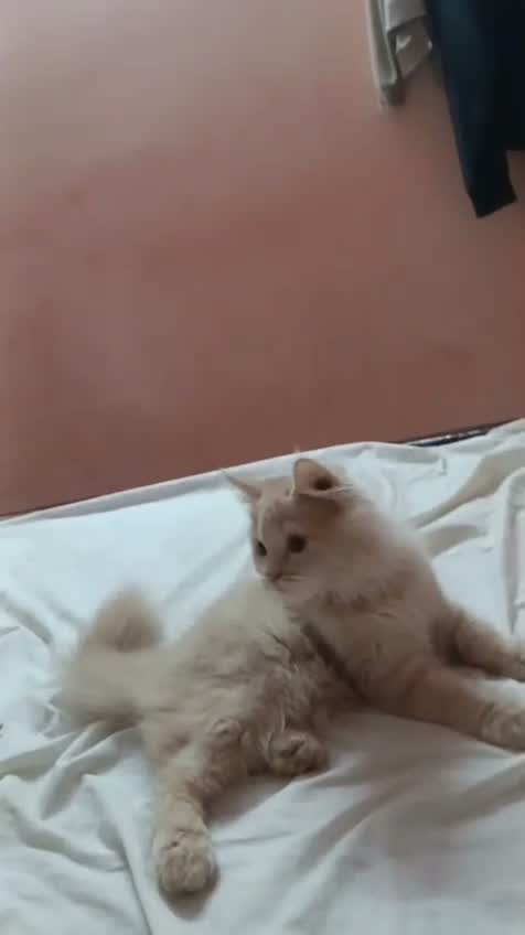 Persian, farm video
