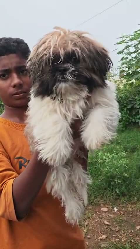 Shih Tzu | Black Color, farm video