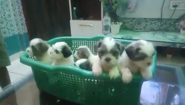 Shih Tzu | Black Color, farm video