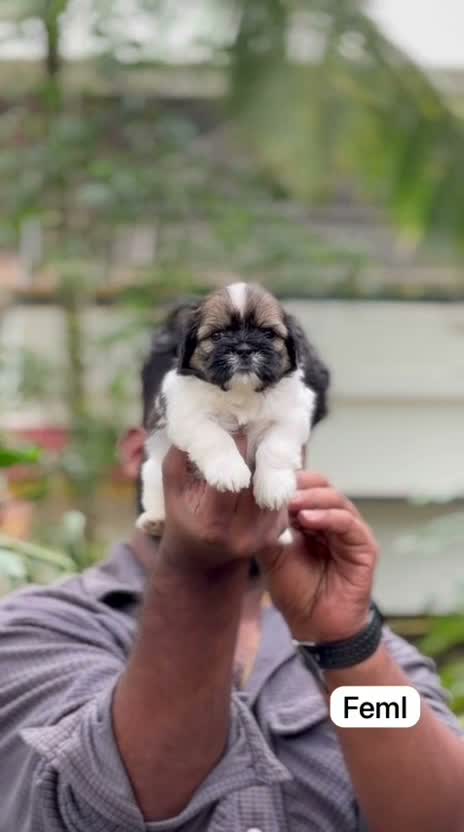 Shih Tzu | Black Color, farm video