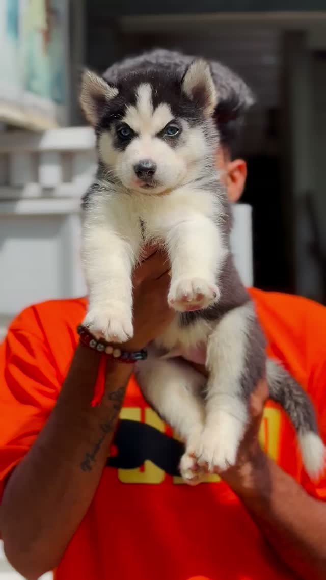 Siberian Husky Puppy | Black & White Color, farm video