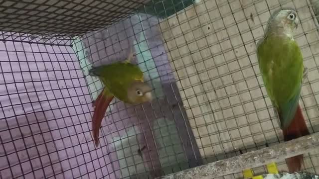 Pineapple Headed Conure, farm video