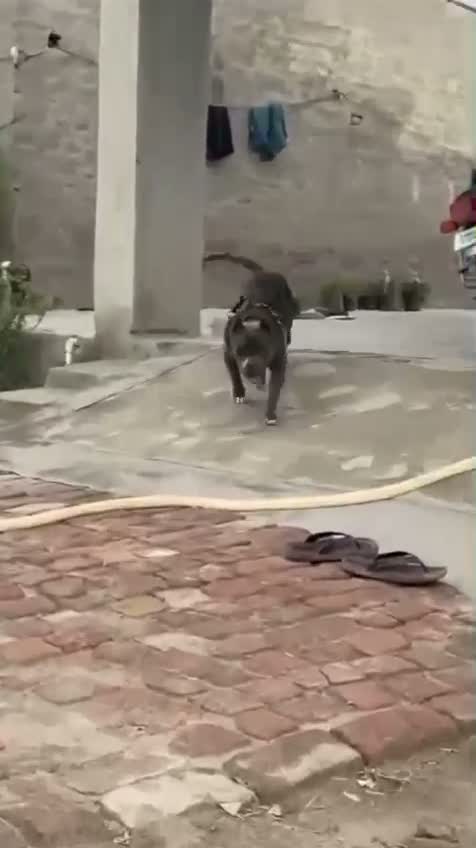 American Bully Pocket Size Puppy, farm video