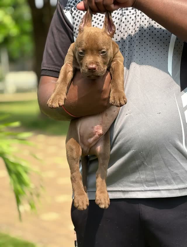 Pitbull Terrier Puppy, farm video
