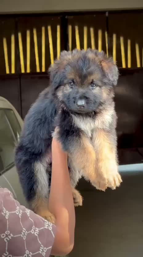 German Shepherd Puppy, farm video