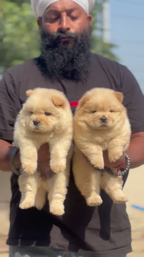 Chow Chow Puppies, farm video