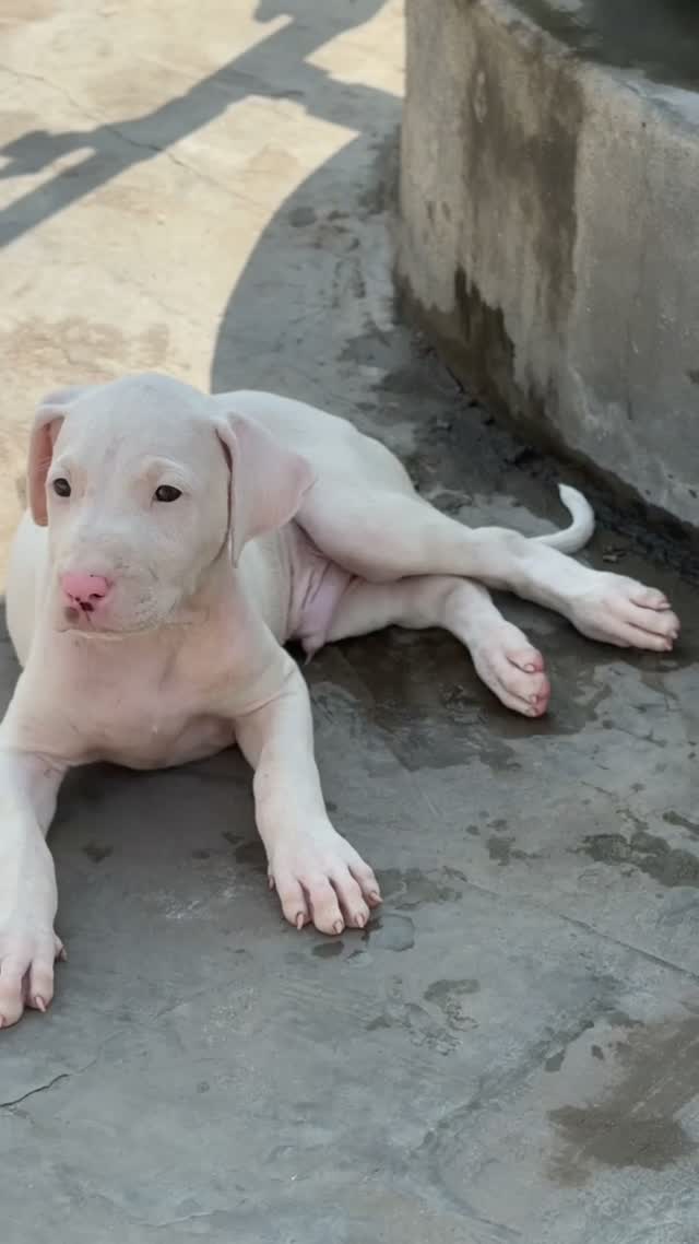 American Bully Pocket Size Puppy, farm video
