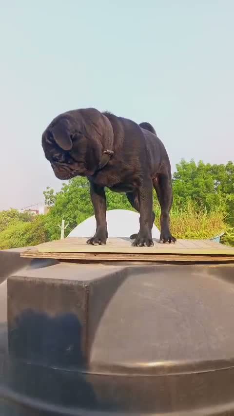 Pug Puppy, farm video