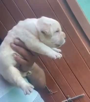 Beagle Black & Tan Puppy, farm video