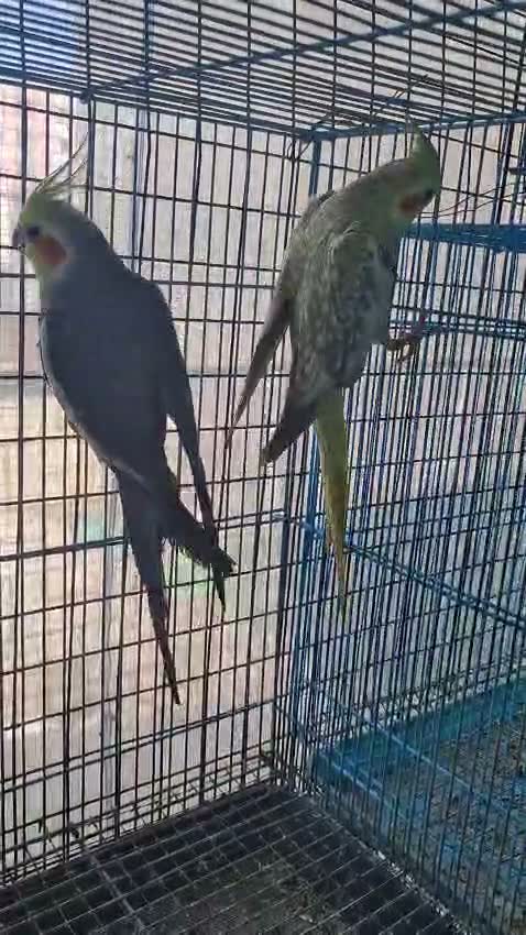 Cockatiel | Pied, farm video