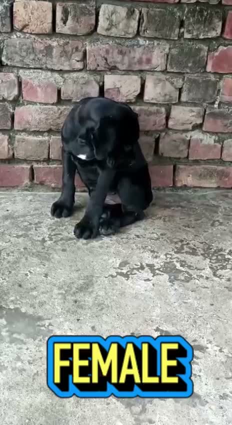 Dachshund Puppy | Brown & Tan, farm video