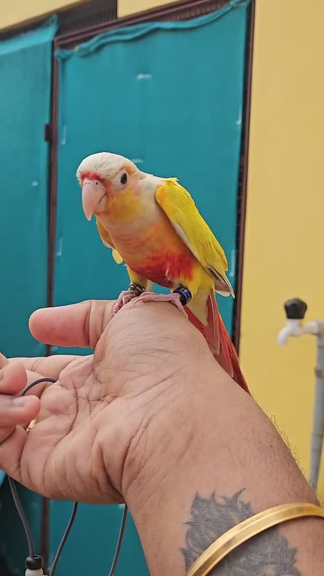 Sun Cheek Conure, farm video