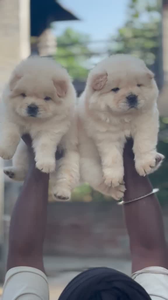 Chow Chow Puppies, farm video