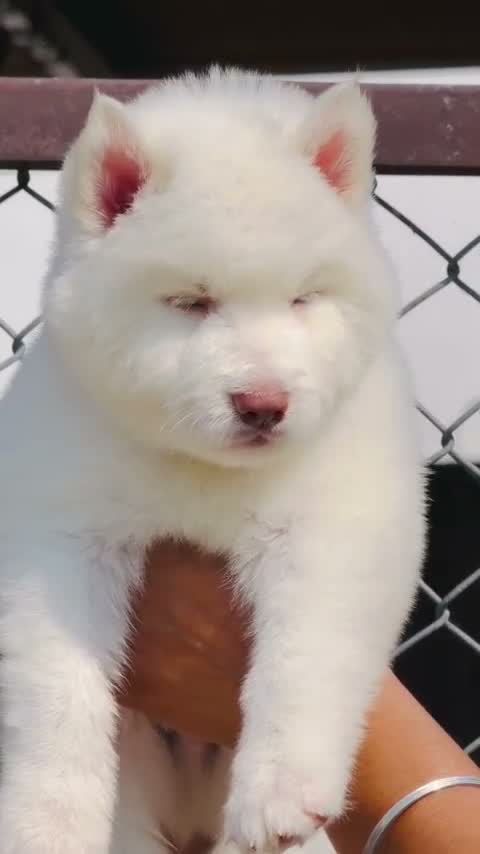 Siberian Husky Puppy | Black & White Color, farm video