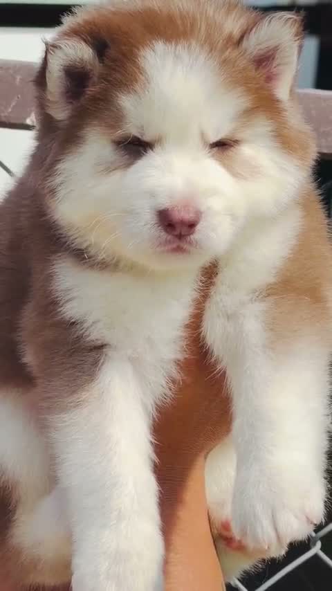 Siberian Husky Puppy | Black & White Color, farm video