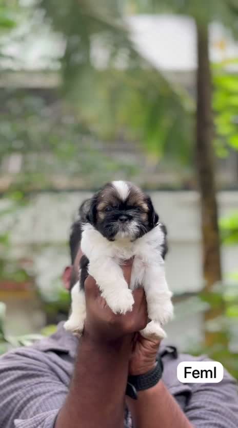 Shih Tzu | Black Color, farm video