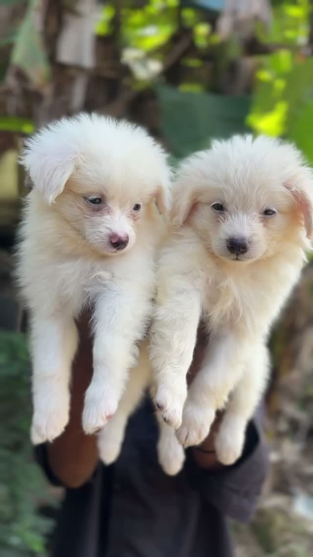 Pomeranian Puppy, farm video