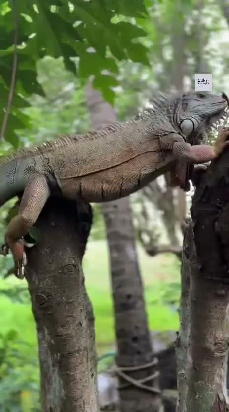 Iguana, farm video