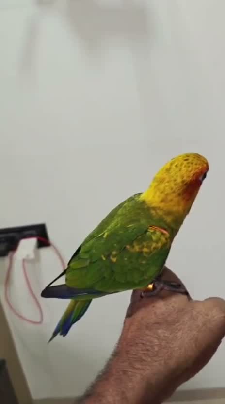Sun Conure, farm video