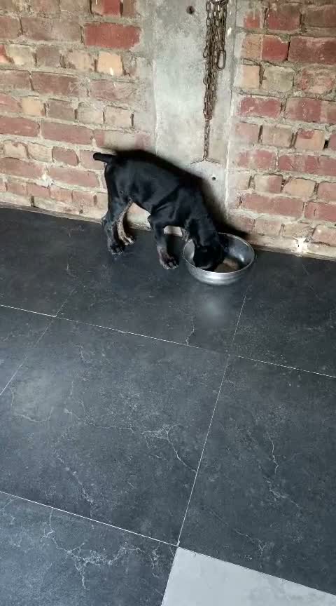 Dachshund Puppy | Brown, farm video