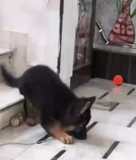 German Shepherd Puppy, farm video