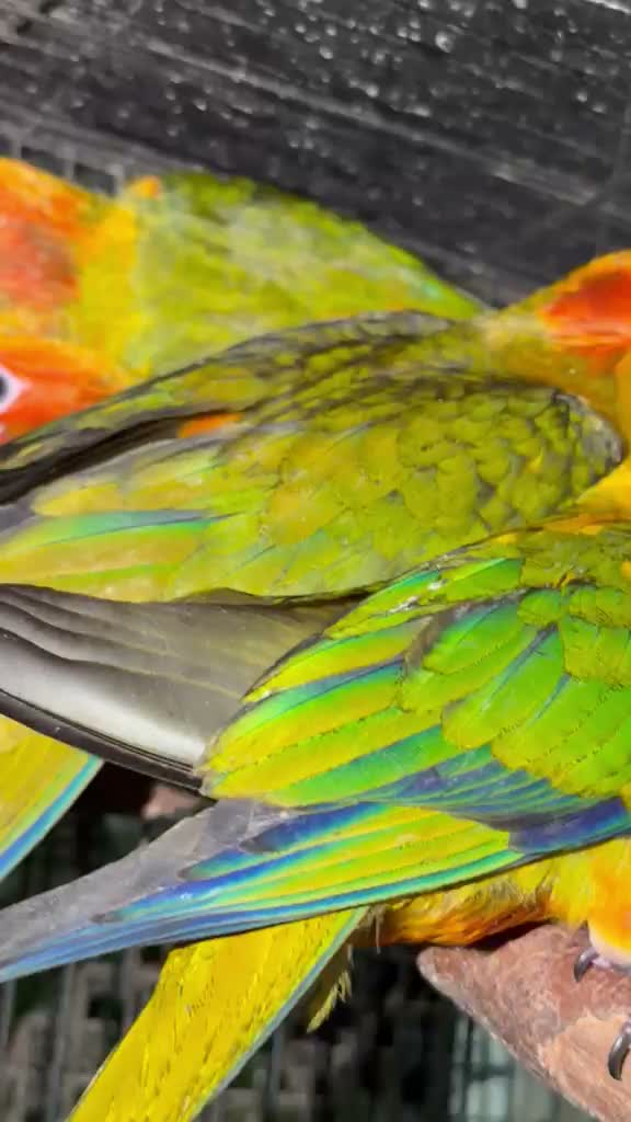 Sun Conure, farm video
