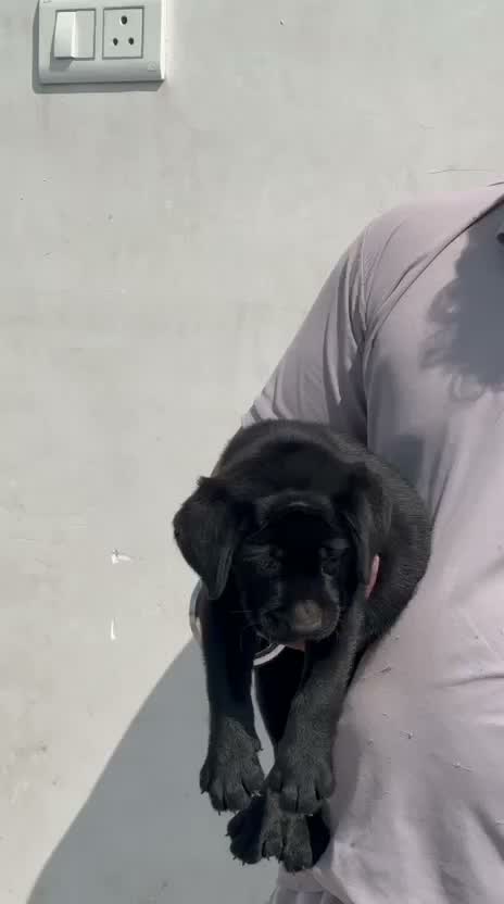 Dachshund Puppy | Brown, farm video