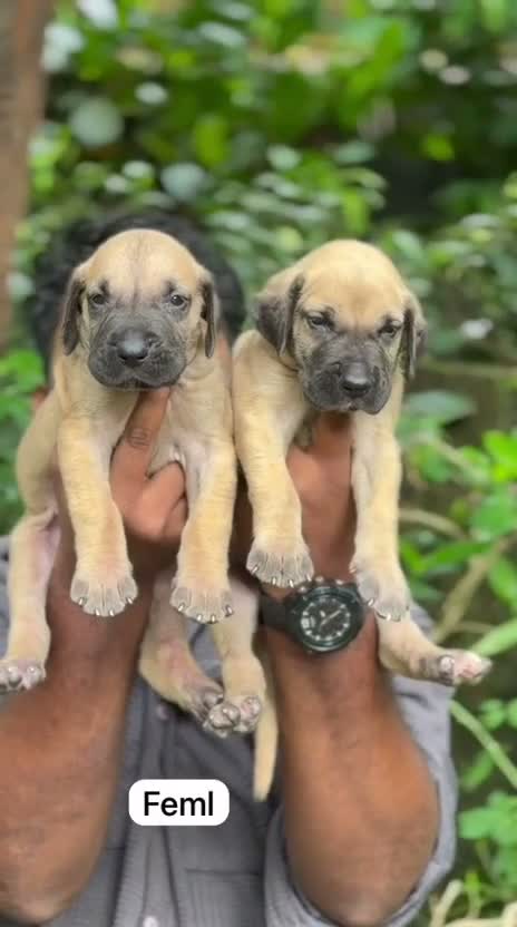 Great Dane Puppy, farm video