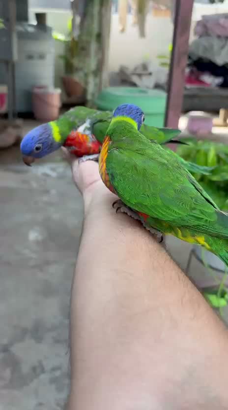 Chattering Lorikeet, farm video