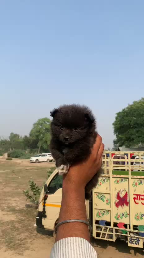 Pomeranian Puppy, farm video