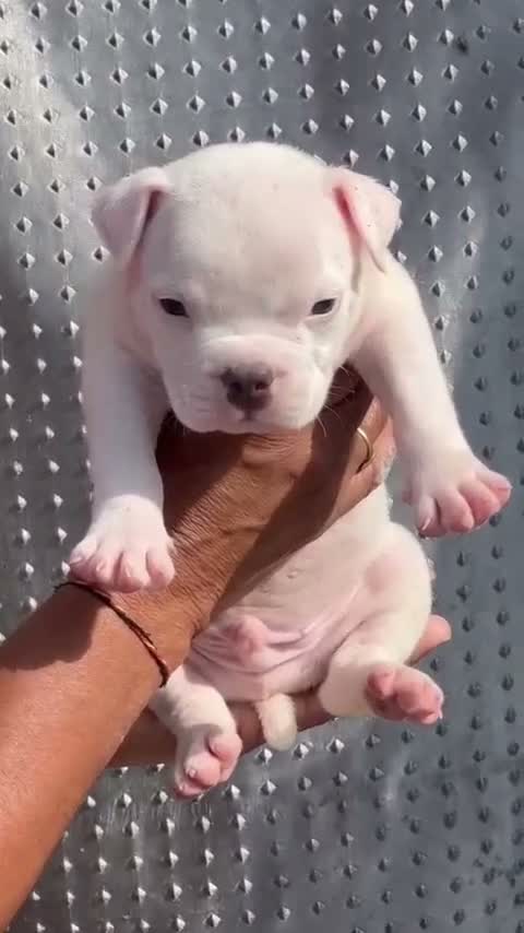 American Bully Pocket Size Puppy, farm video
