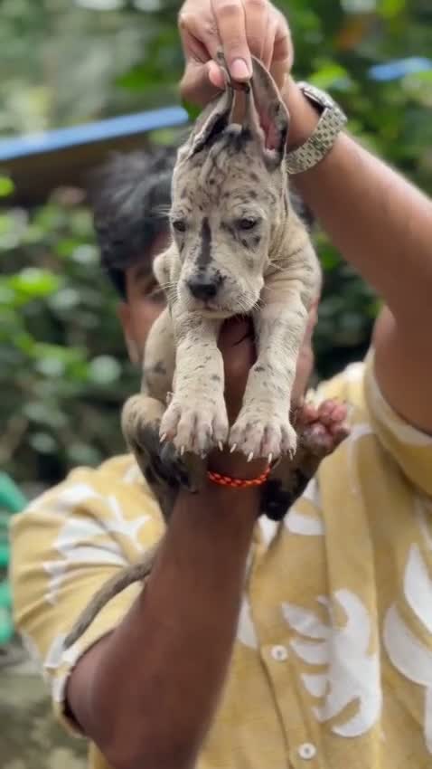 Great Dane Puppy, farm video