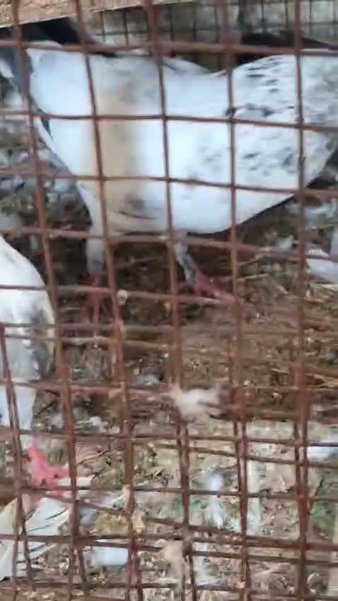 Budgies | Fallow, farm video