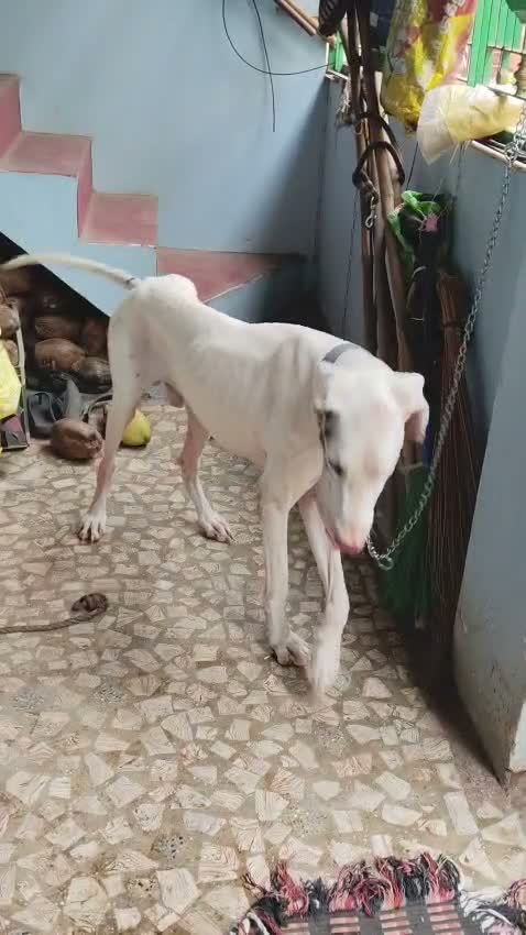 Great Dane Puppy, farm video