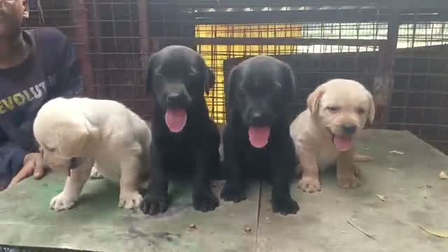Beagle Black & Tan Puppy, farm video