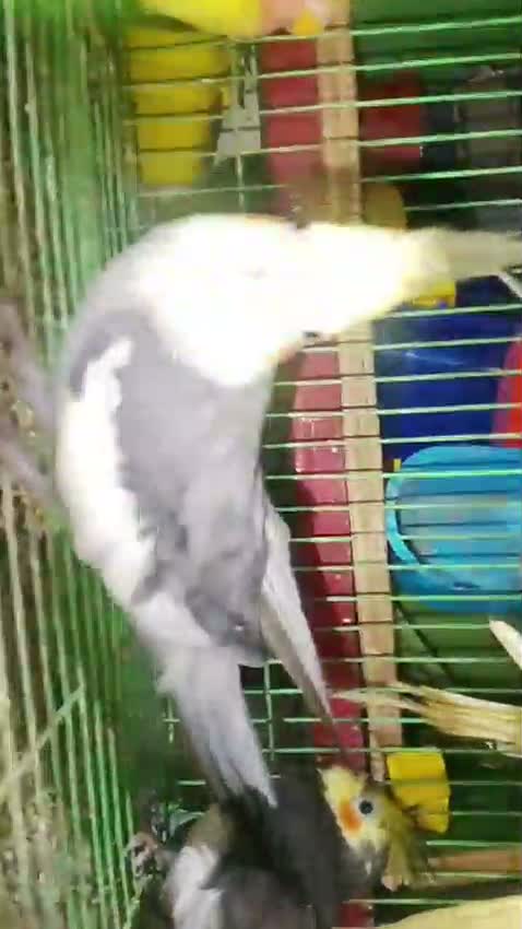 Cockatiel, farm video