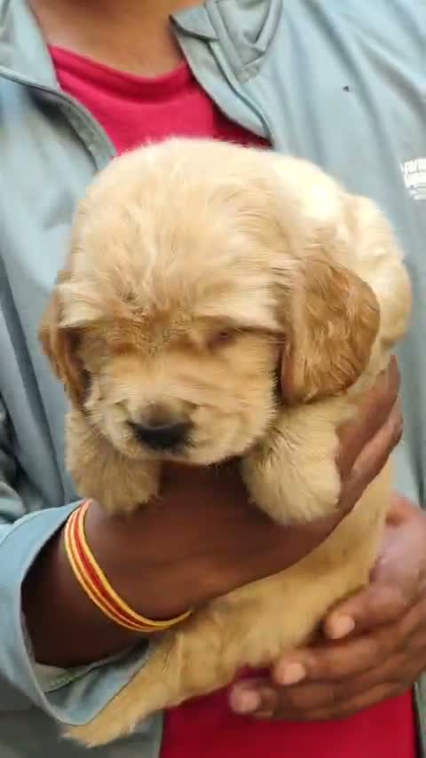 Cocker Spaniel Puppy, farm video