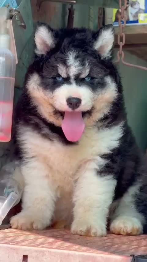 Siberian Husky Puppy | Black & White Color, farm video
