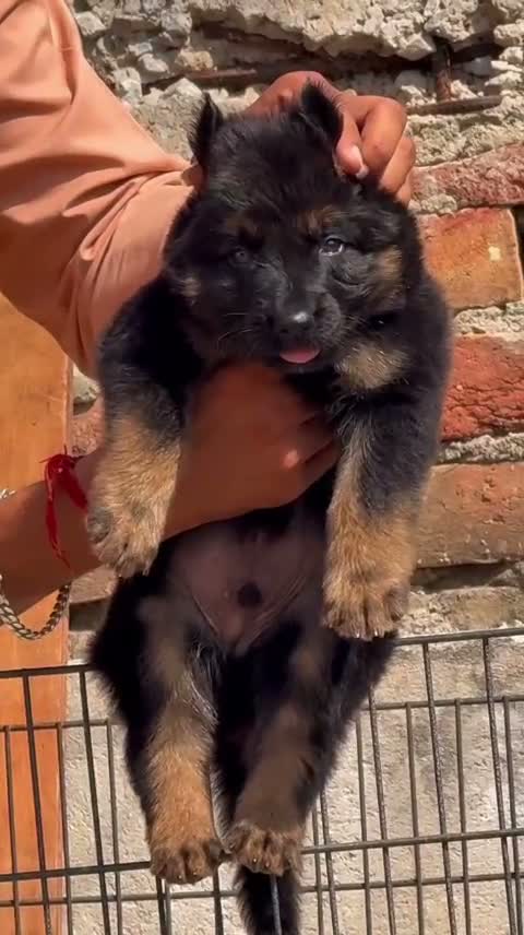 German Shepherd Puppy, farm video