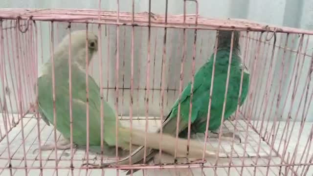 Sun Conure, farm video