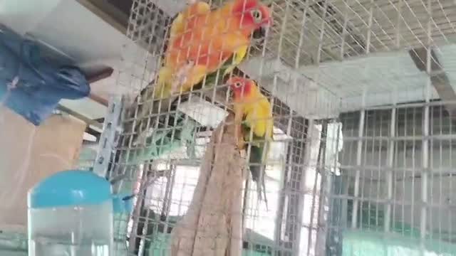 Sun Conure, farm video