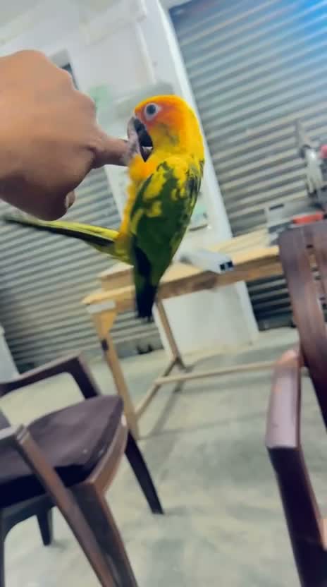 Sun Conure, farm video