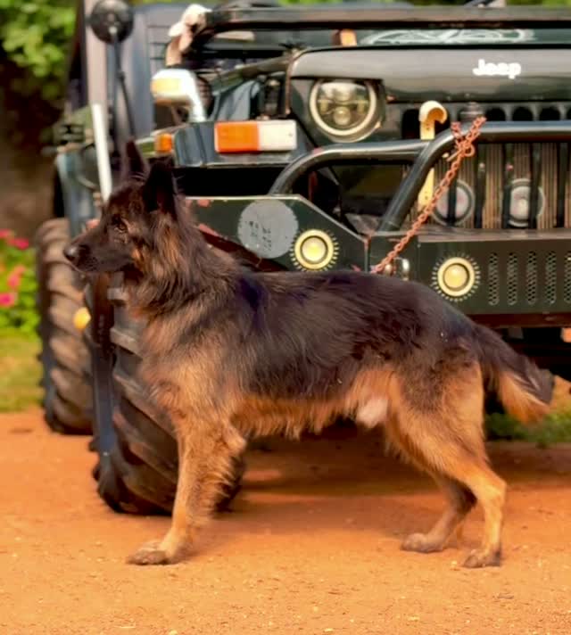German Shepherd Puppy, farm video