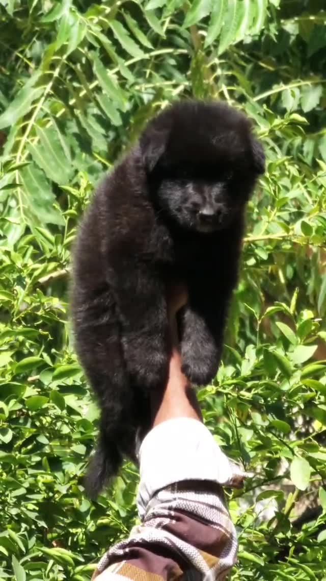 German Shepherd Puppy, farm video