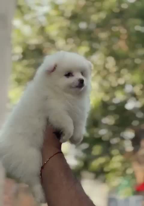 Culture Pom Puppy, farm video